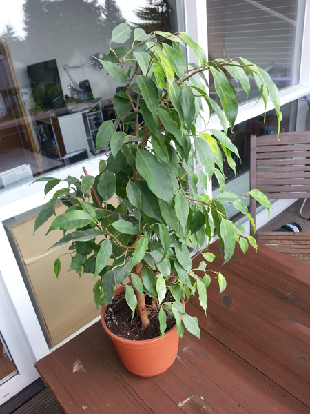 ficus2.jpg