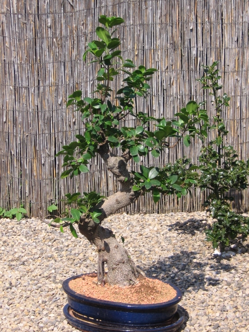 Mein Ficus heute!