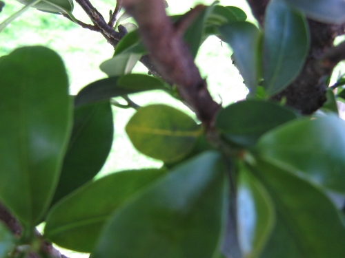 und am Baum selbst, also hier wollte ich das kleine etwas gelbe fotografieren!