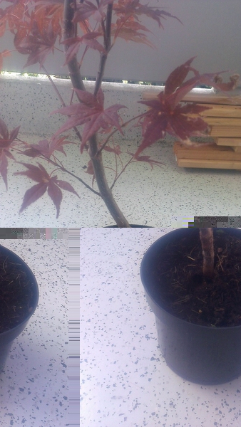 comp_Acer palm. Atropurpureum 3.jpg