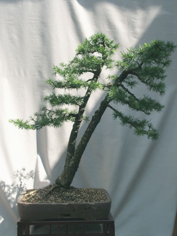 dostamm_larix.jpg