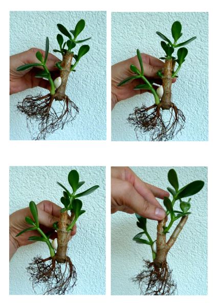 Geldbaum (Crassula ovata) 2.jpg