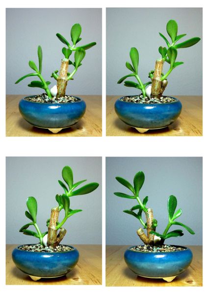 Geldbaum (Crassula ovata) 3.jpg