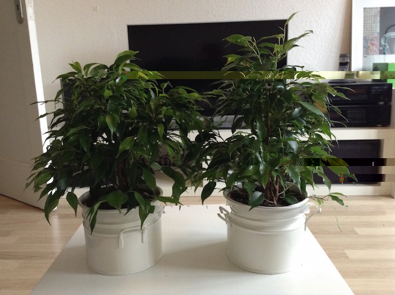 Ficus Benjamini Natasja
