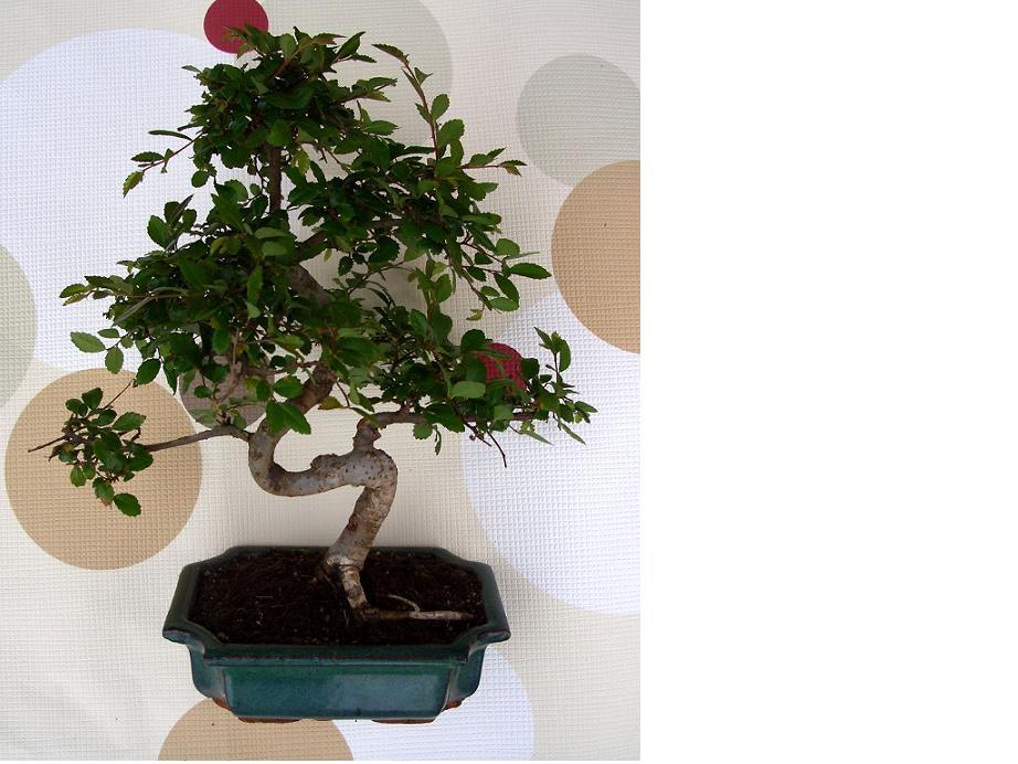 baum.JPG