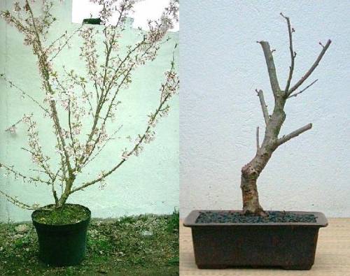 54prunus2004_02vn.jpg