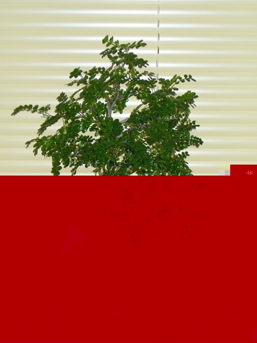 Pfeffi-012015-2 - Kopie.JPG