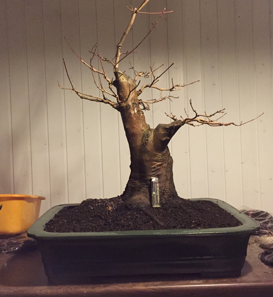 Acer-Ginalla-pot-bf.jpg
