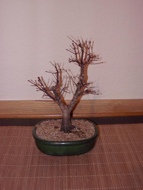 7.Orangener Fächerahorn Katsura.JPG