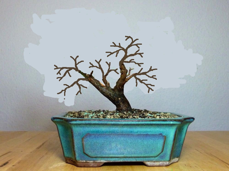 Myrte mit Verzweigung.jpg