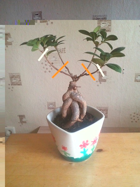 Ginseng.jpg