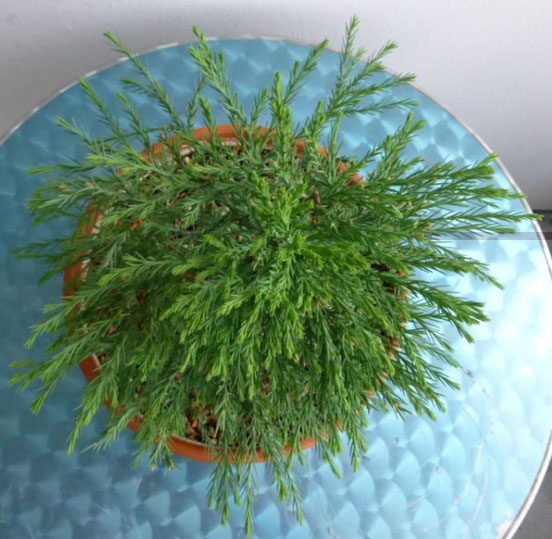 sequoia o.JPG