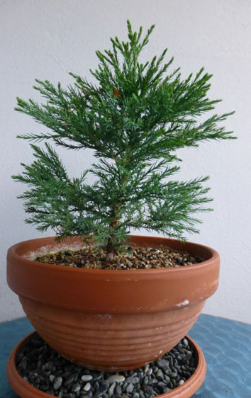 sequoia v.JPG