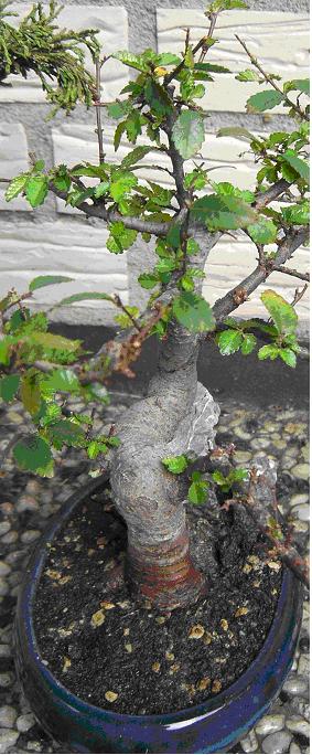 Bonsai Problem.JPG