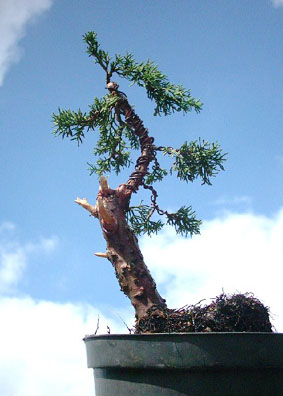 31j_chinensis2004_06ba.jpg