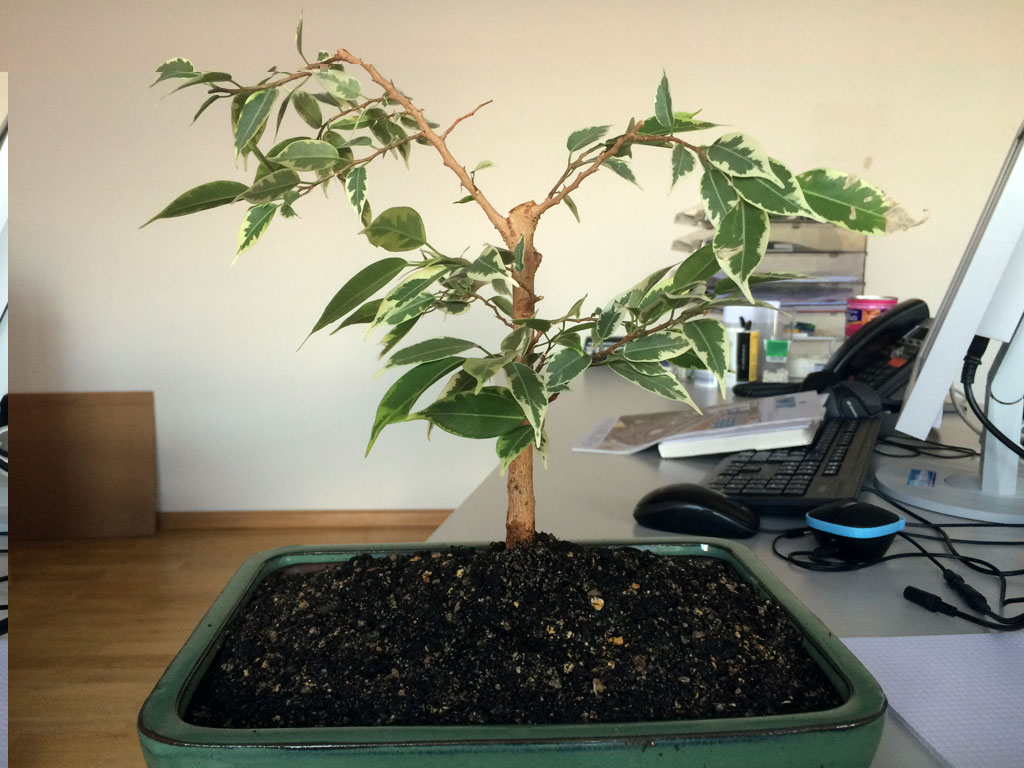 GW-Ficus-Schnitt-001.jpg