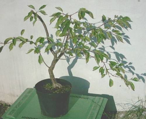 111P_okamus2004_07web.JPG