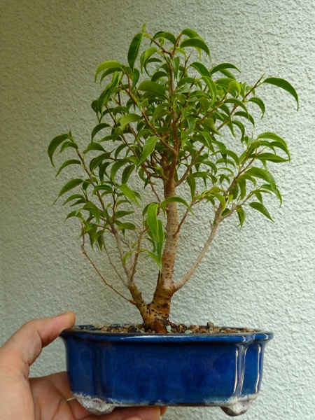 Ficus Pandora Juli 2015.jpg