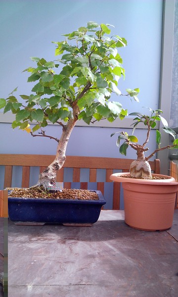 Birke im Sommer 2015