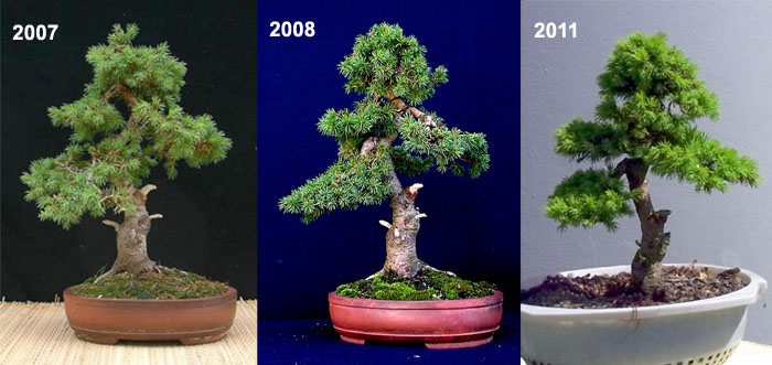 Picea2.jpg