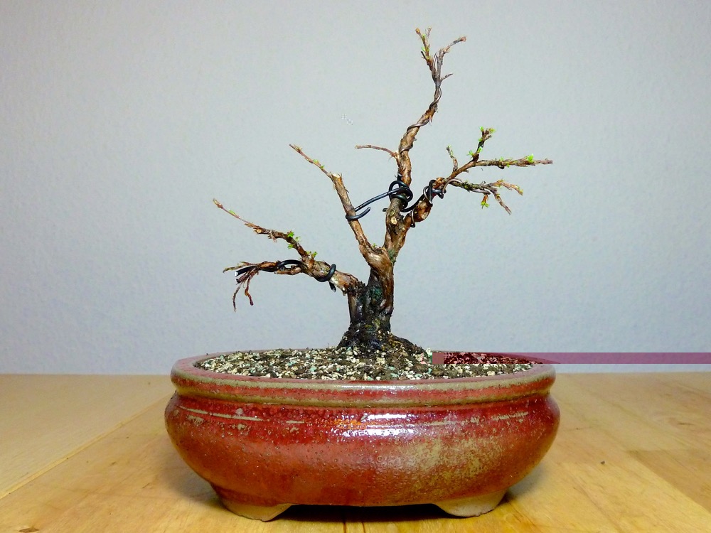 mit Schale ist der Baum 20cm hoch