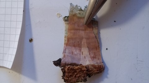 Zweite Rindenschicht von Innen