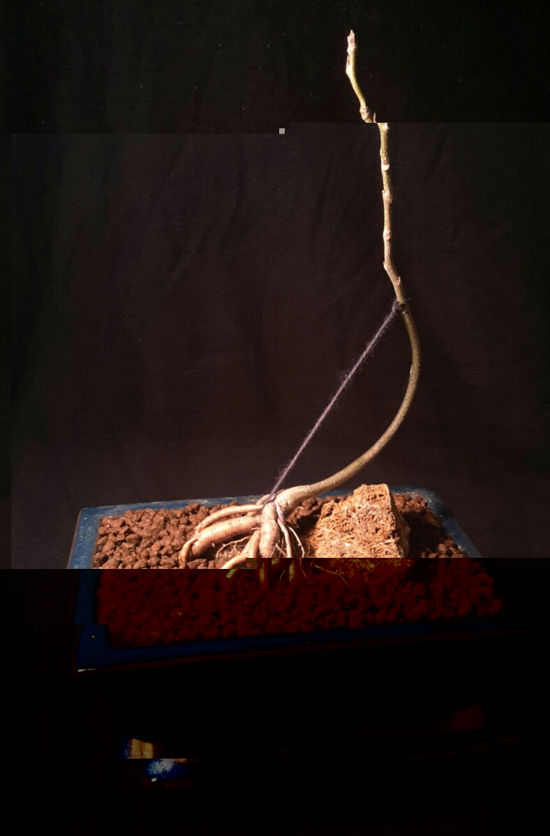 Wistaria floribunda ( Blauregen )