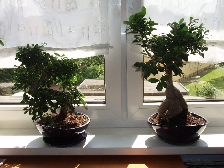 Bonsai