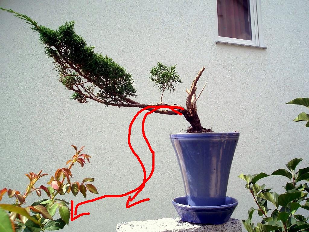 wacholder_neu gest..jpg