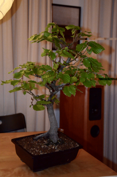 DSC_0028.jpg