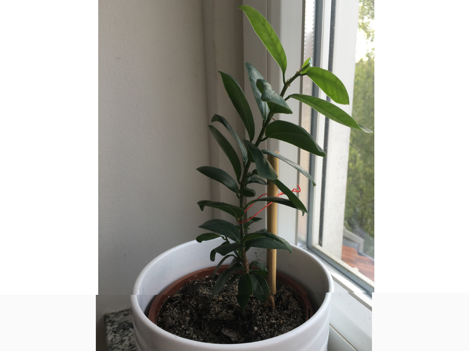 baum.jpg