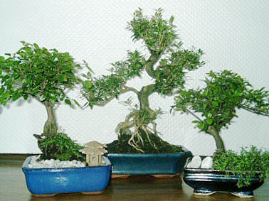 bonsai_854ba.jpg