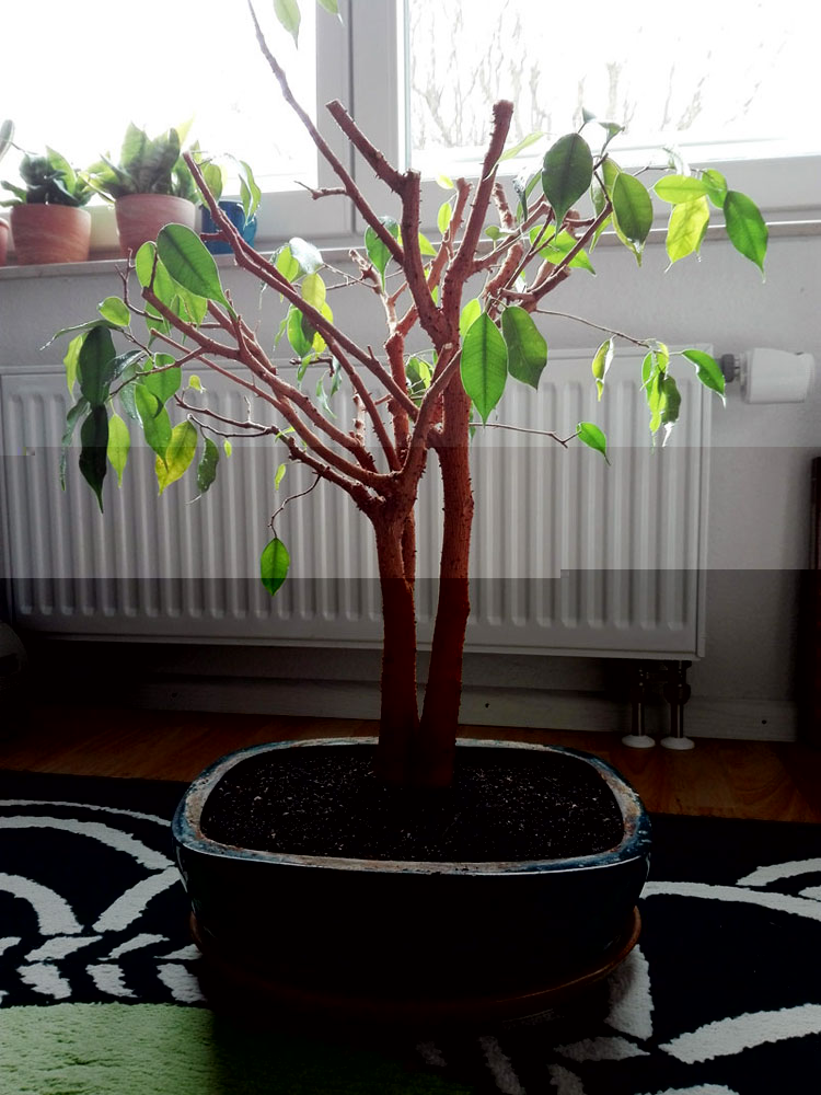 ficus-nach-wurzelschnitt-1.jpg