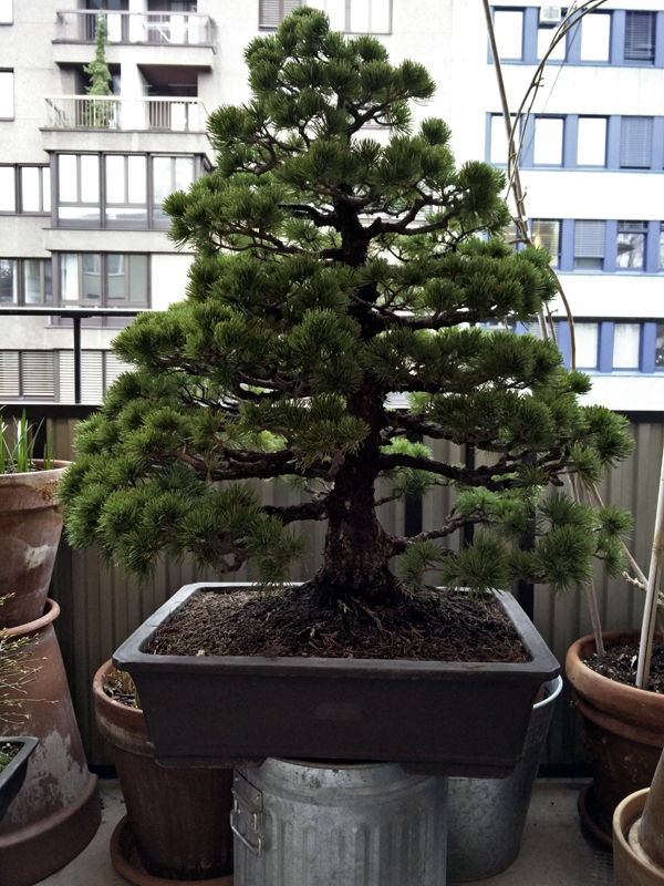 Pinus pentaphylla, 55 jährig, März 2016