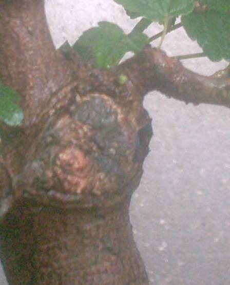 Acer2004_08.JPG