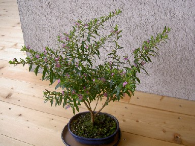 kleinbonsai2.jpg