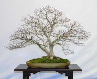 acer_palmatum_deshojo_-_facherahorn_-_2.jpg