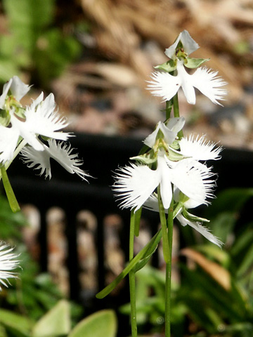 habenaria-rad_01.jpg