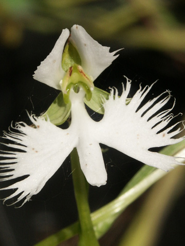 habenaria-rad_04.jpg