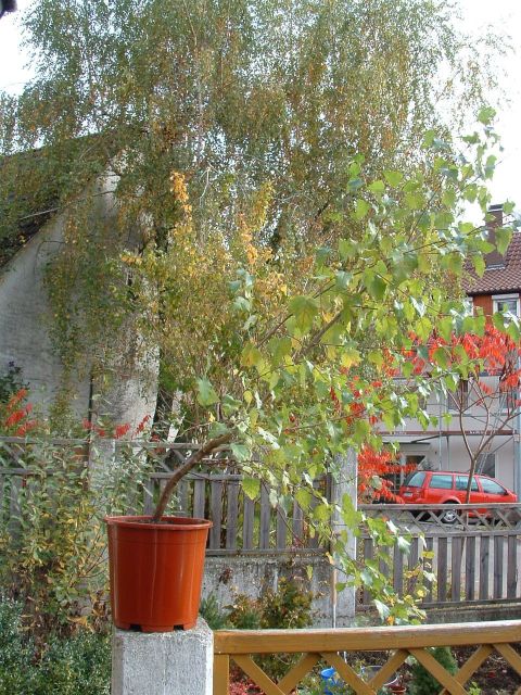 Birke1