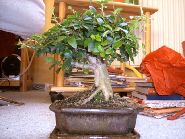 Bonsai 1.jpg
