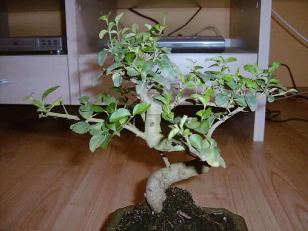 Bonsai 3.jpg