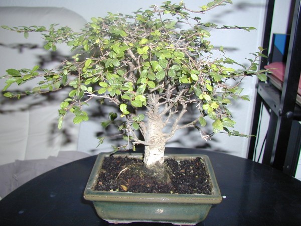 meinBonsai2.jpg