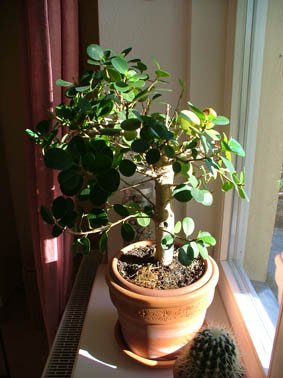 bonsai.jpg
