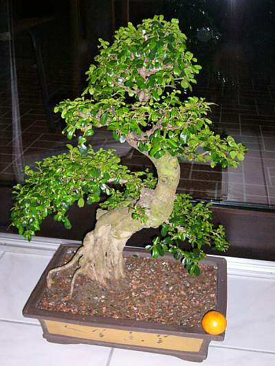 P1000698.JPG