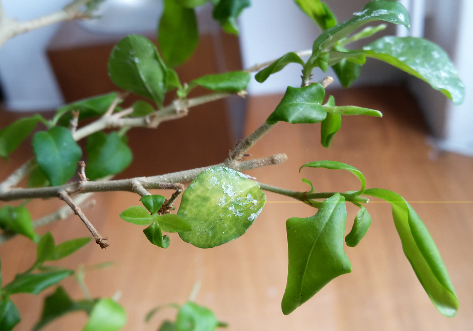 So sah der Bonsai noch Ende April aus. Der weiße Belag ist aber vom Pilzspritzmittel.