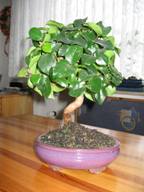 Bonsai11.JPG