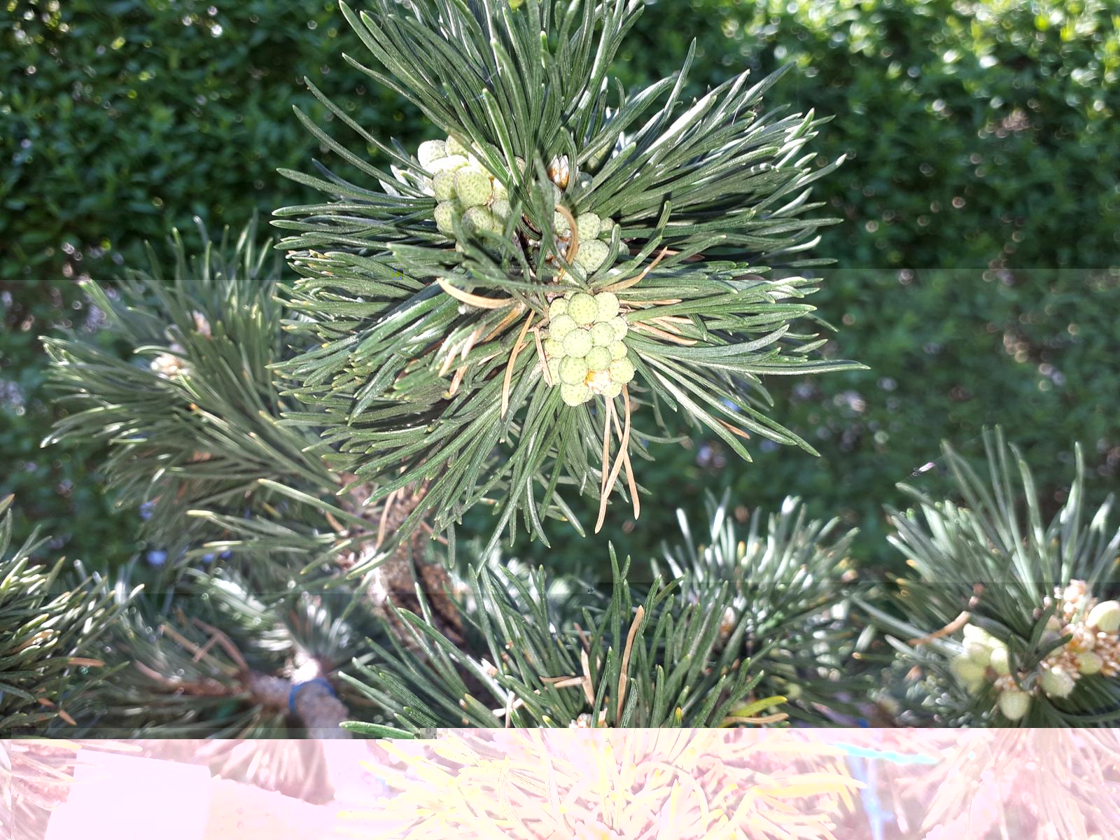 K1600_Pinus Mugo 2.JPG