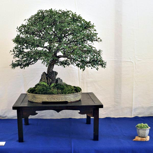 Chinaulme auf der Bonsai-Triennale 2014