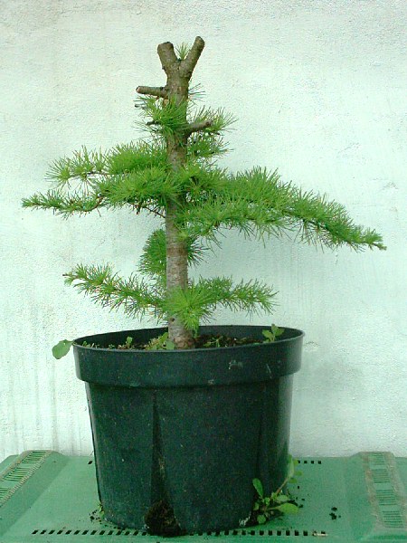 98L_kaempferi2004_05.JPG